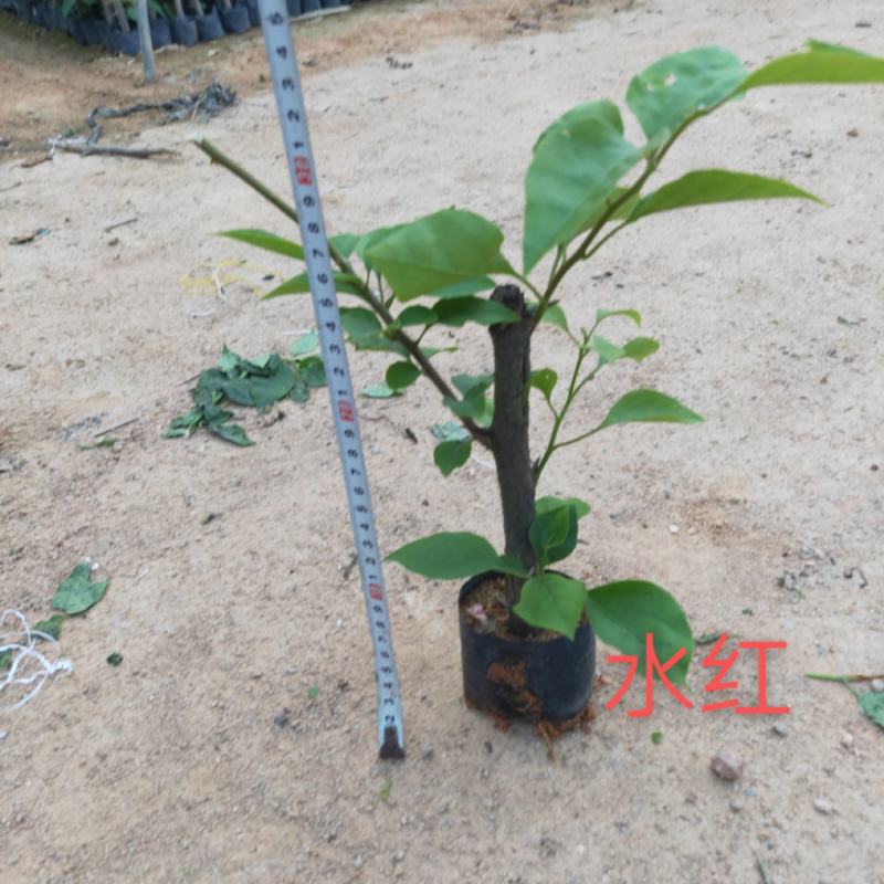三角梅苗杯苗云南紫中国红加州红基地直供