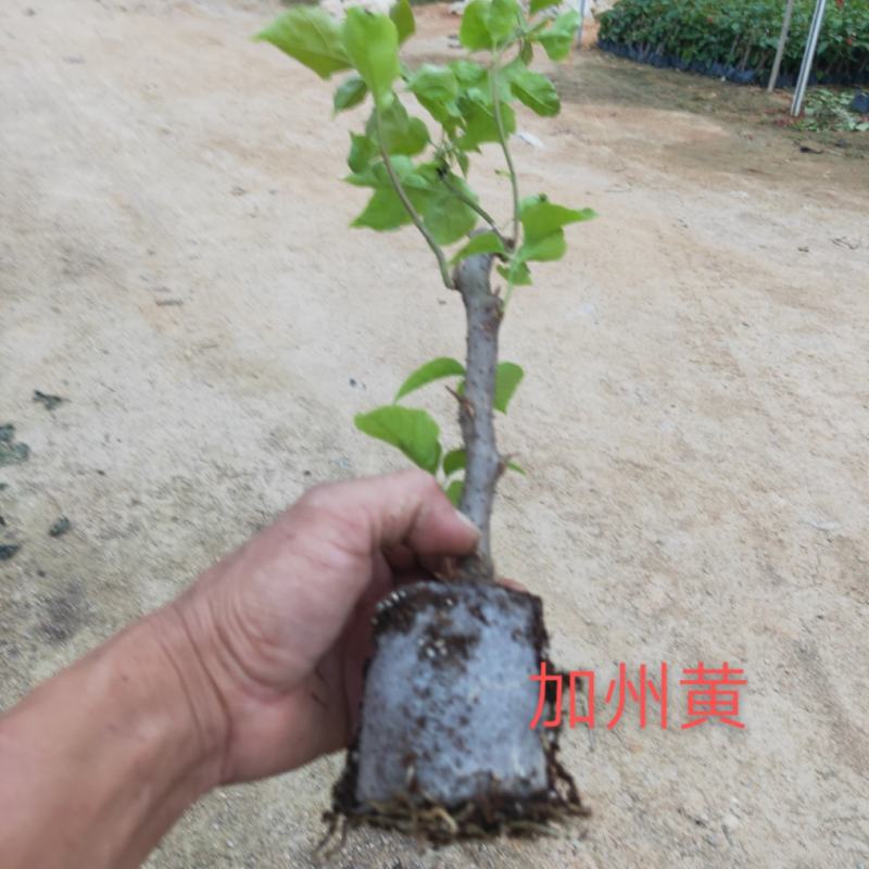 三角梅苗杯苗云南紫中国红加州红基地直供