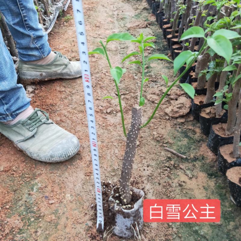 三角梅苗杯苗云南紫中国红加州红基地直供