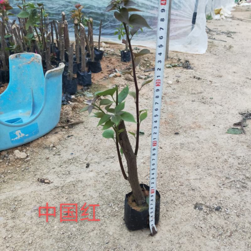 三角梅苗杯苗云南紫中国红加州红基地直供