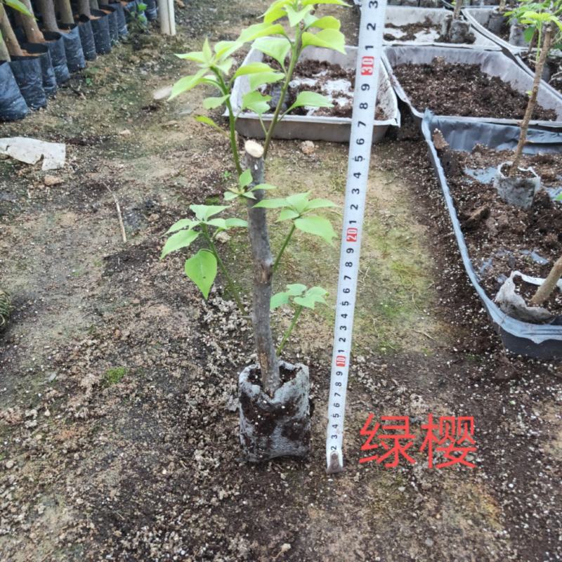 三角梅苗杯苗云南紫中国红加州红基地直供