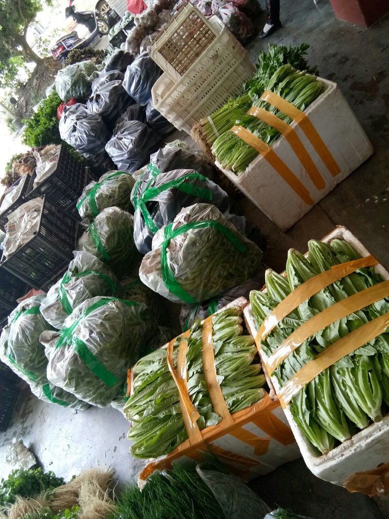 寒菜（新鮮红叶寒菜现货）