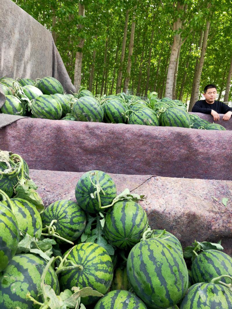 甜王西瓜