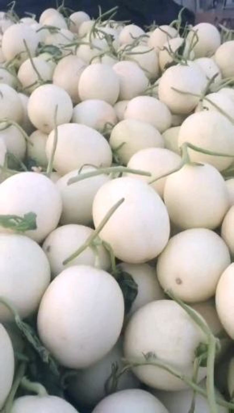 玉菇甜瓜东台玉菇甜瓜精品小白甜瓜大量上市中送礼佳品