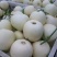 玉菇甜瓜东台玉菇甜瓜精品小白甜瓜大量上市中送礼佳品