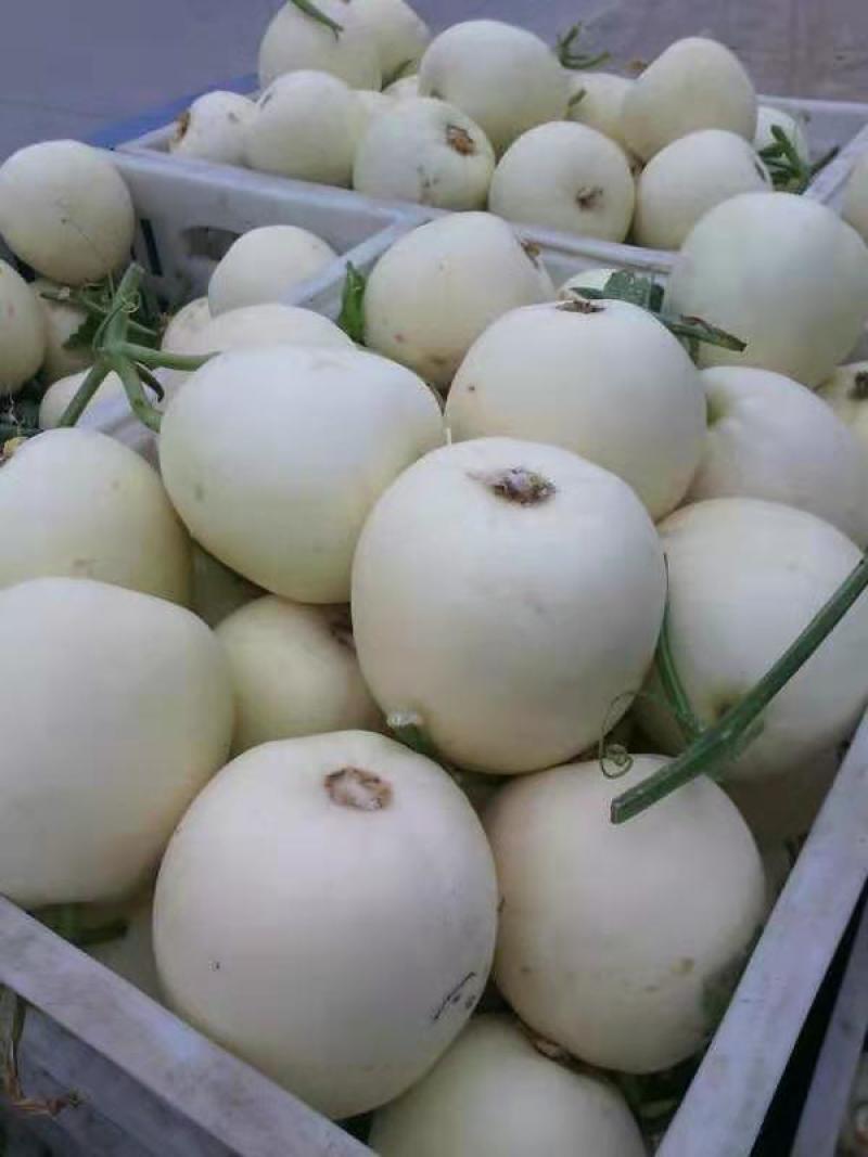 玉菇甜瓜东台玉菇甜瓜精品小白甜瓜大量上市中送礼佳品