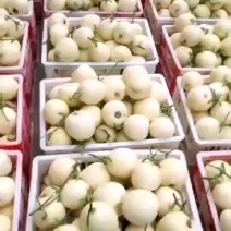 玉菇甜瓜东台玉菇甜瓜精品小白甜瓜大量上市中送礼佳品