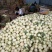 玉菇甜瓜东台玉菇甜瓜精品小白甜瓜大量上市中送礼佳品