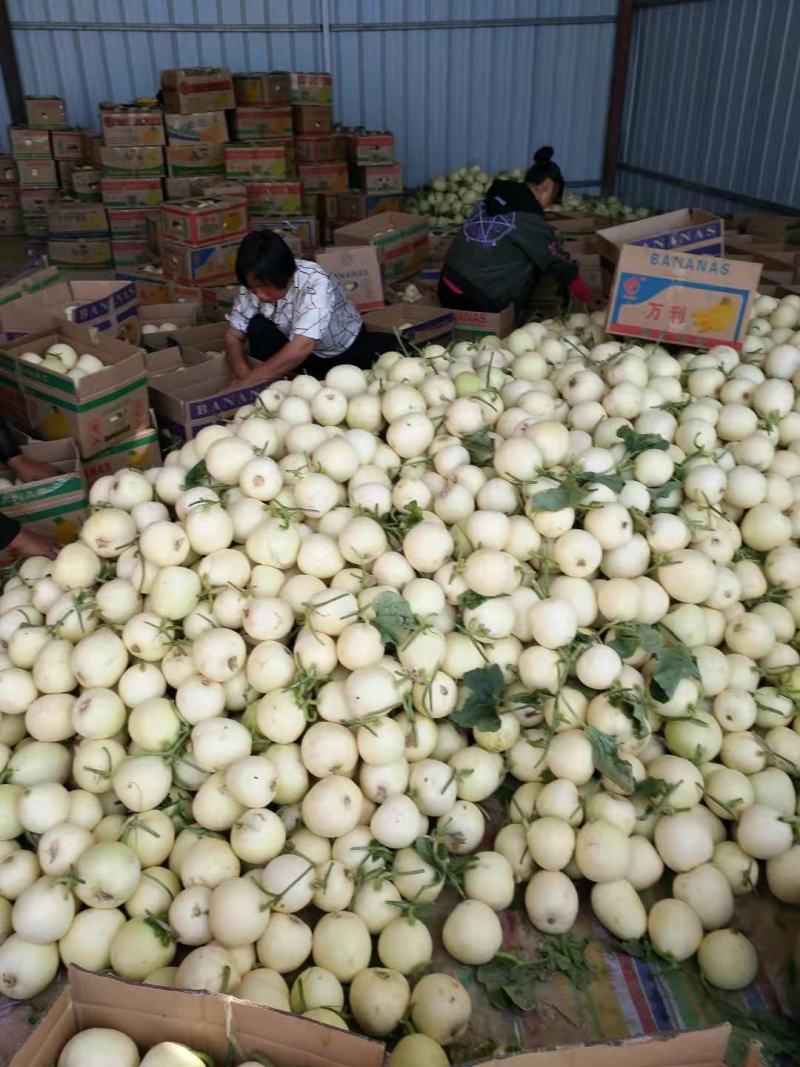 玉菇甜瓜东台玉菇甜瓜精品小白甜瓜大量上市中送礼佳品