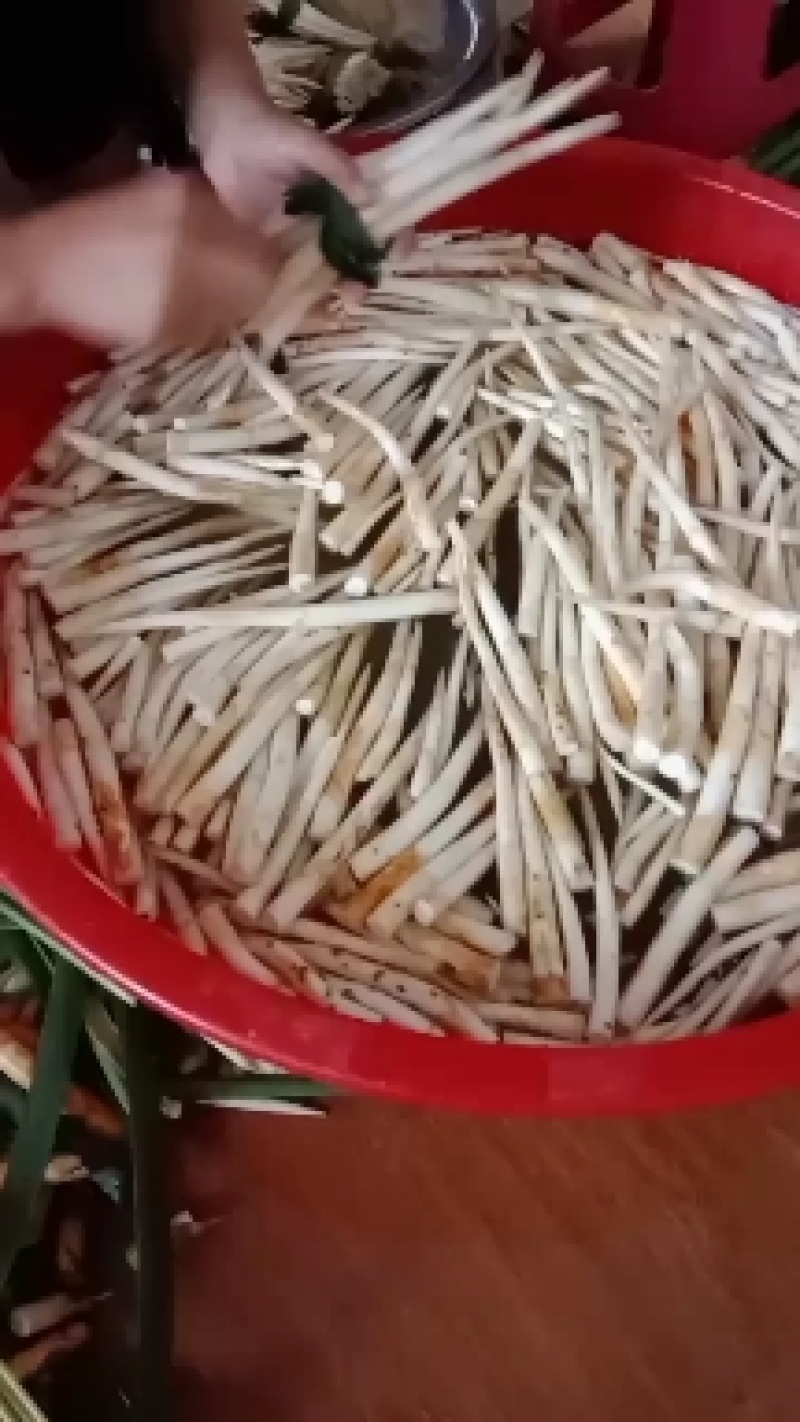 草牙菜象牙菜特色野菜云南文山特色菜水生菜