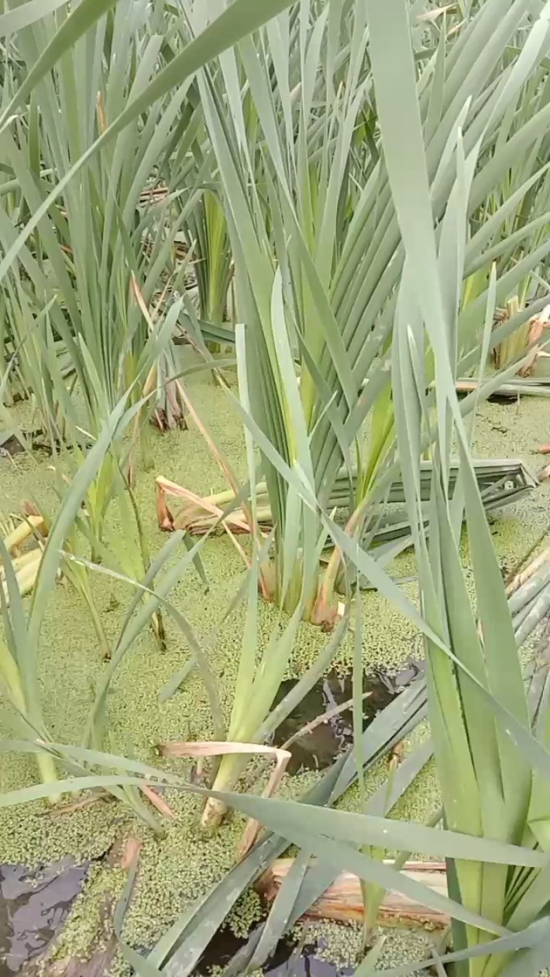 草牙菜象牙菜特色野菜云南文山特色菜水生菜
