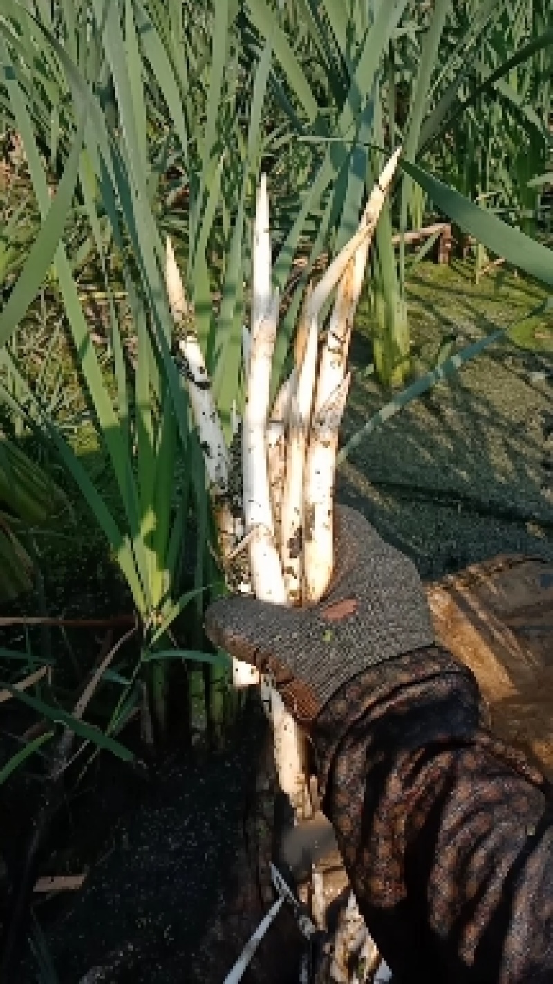 草牙菜象牙菜特色野菜云南文山特色菜水生菜