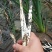 云南文山新鲜象牙菜出售，每天都有新鲜货需要的联系