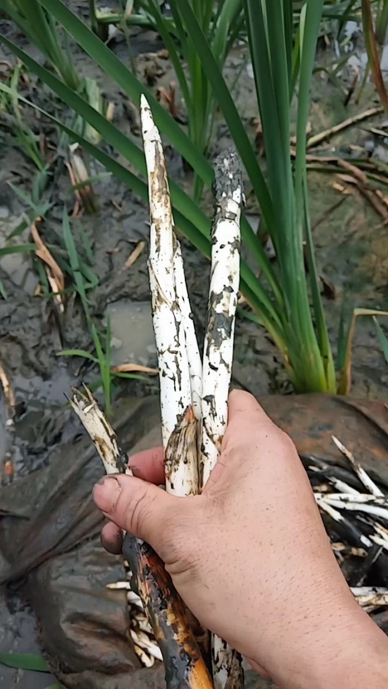 云南文山新鲜象牙菜出售，每天都有新鲜货需要的联系