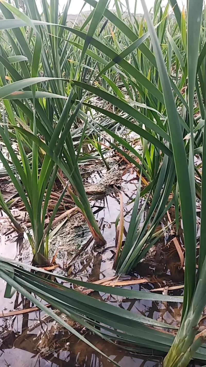 云南文山新鲜象牙菜出售，每天都有新鲜货需要的联系