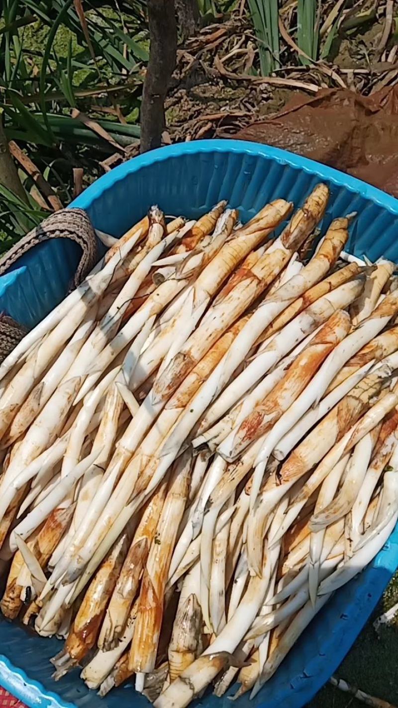 云南文山新鲜象牙菜出售，每天都有新鲜货需要的联系