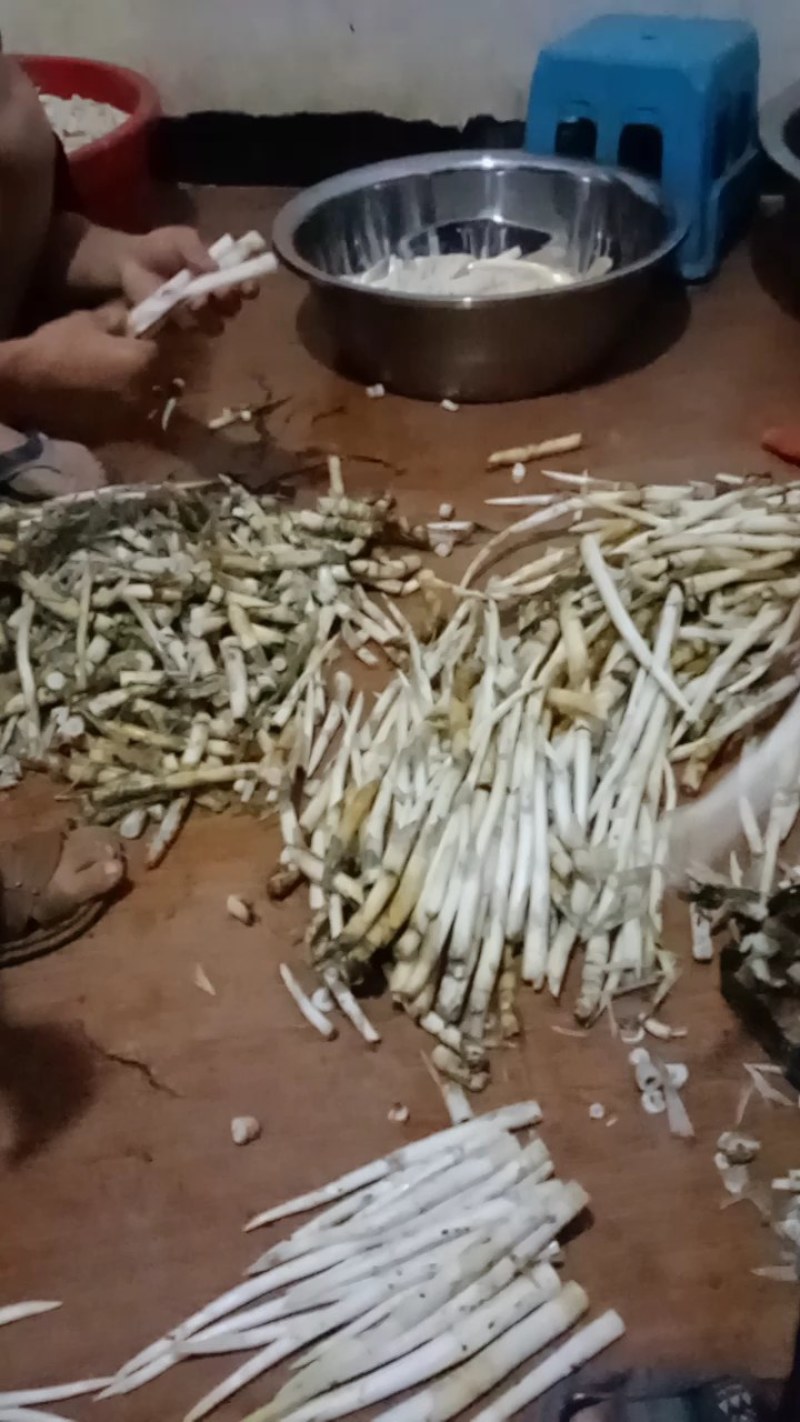 草牙菜象牙菜特色野菜云南文山特色菜水生菜
