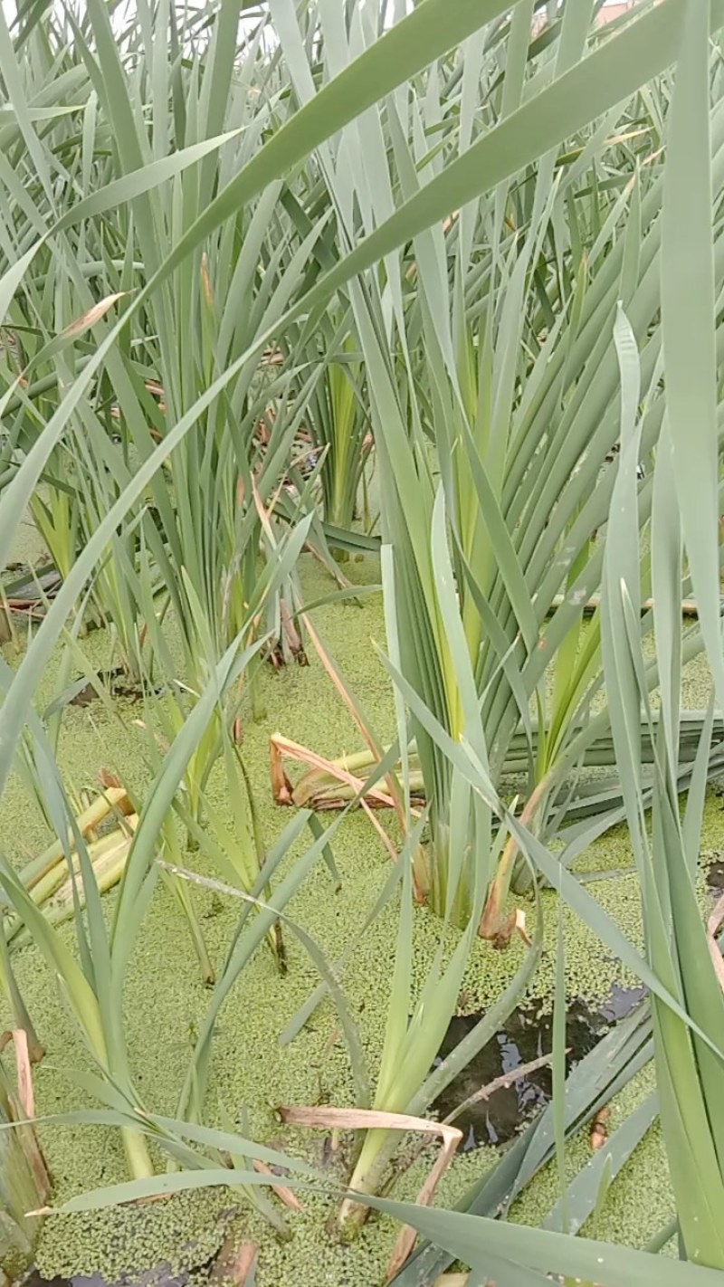 草牙菜象牙菜特色野菜云南文山特色菜水生菜