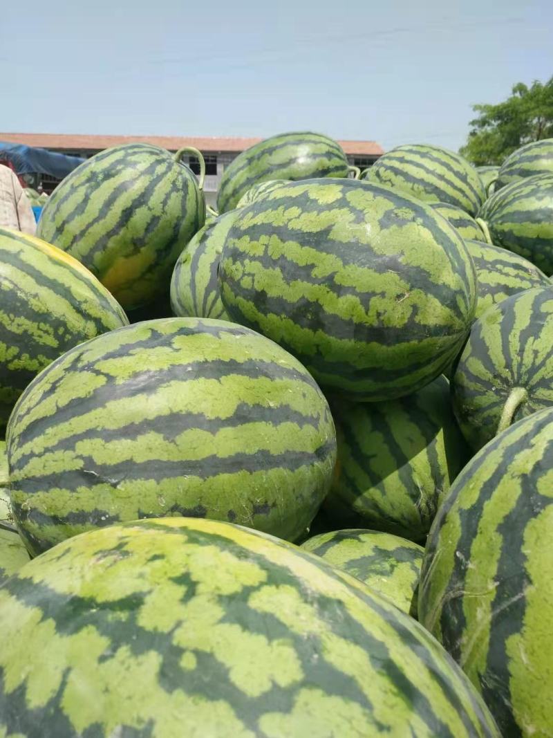 麒麟西瓜东台8424西瓜/陆地西瓜甜度好质量高