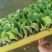 白菜苗