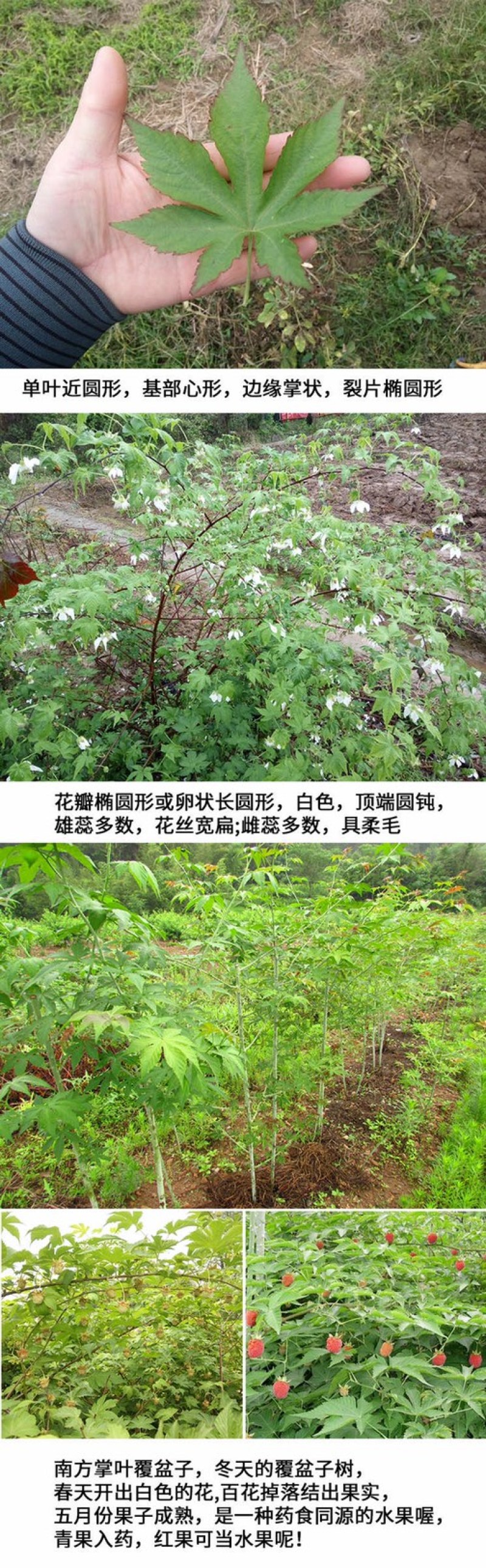 野生覆盆子，统货，2023新鲜干度很好农家自制树莓