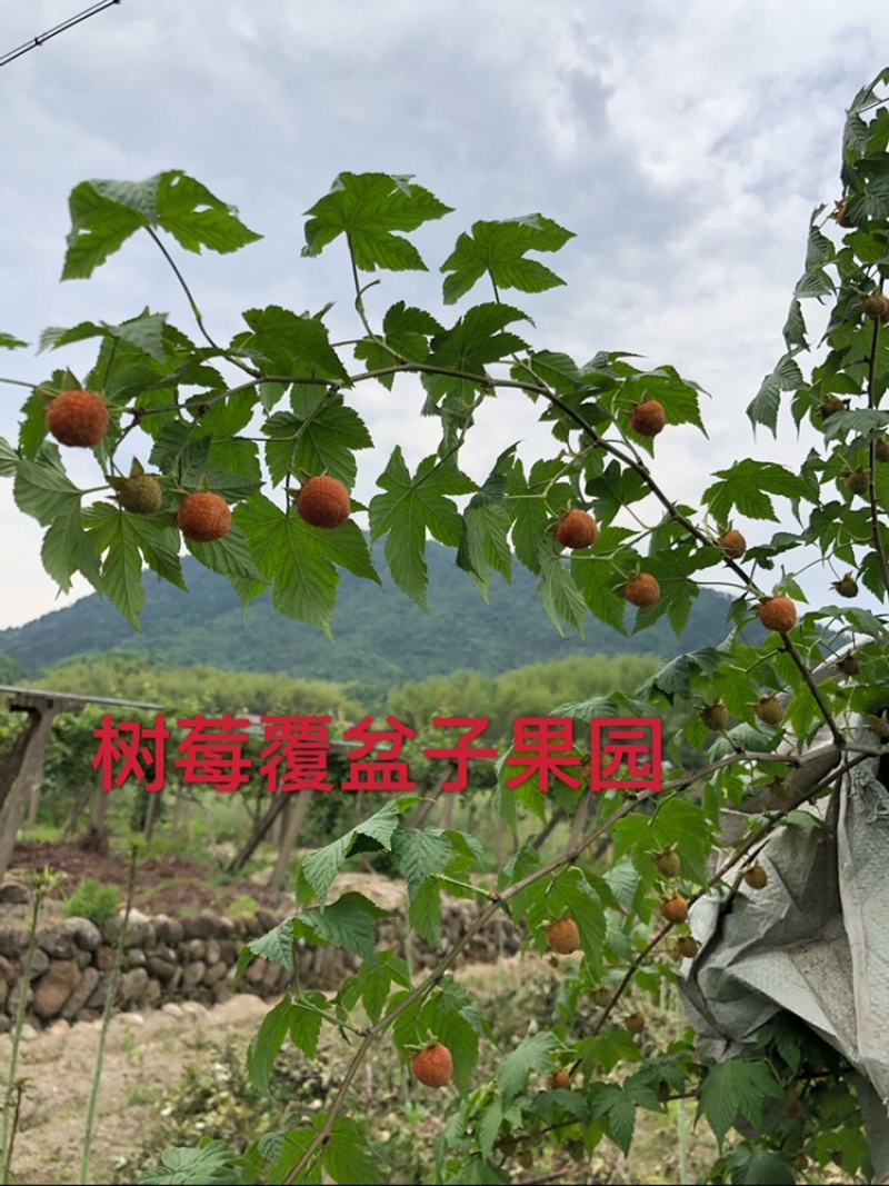 野生覆盆子，统货，2023新鲜干度很好农家自制树莓