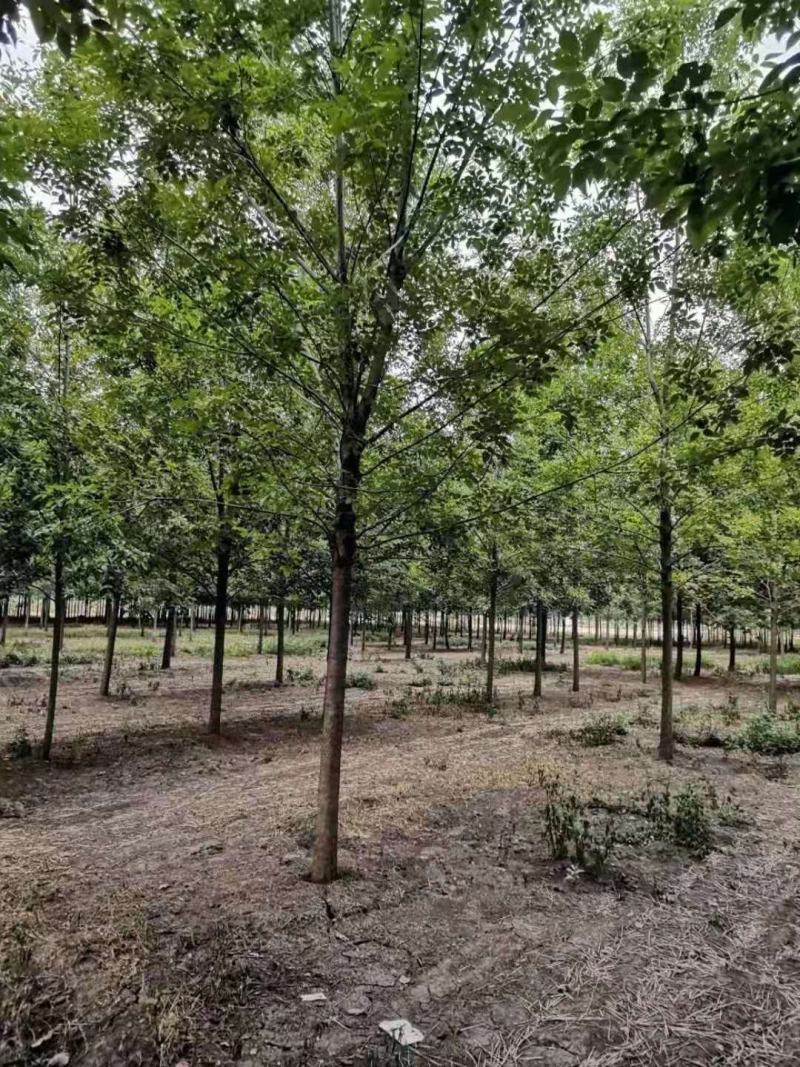 楸树