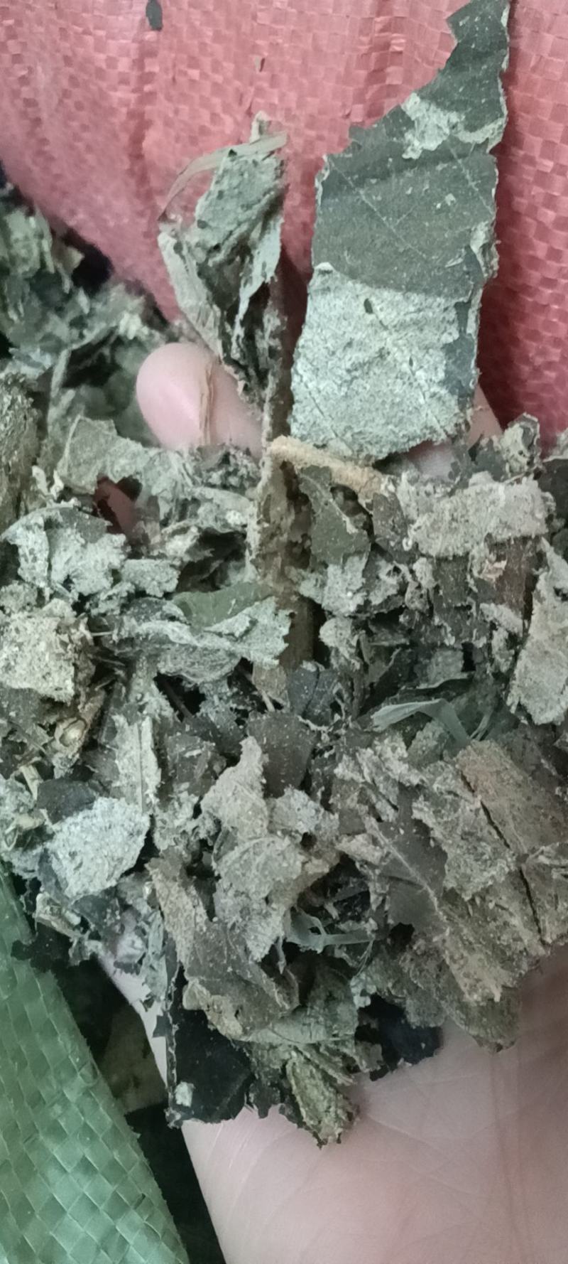 紫珠叶，大叶紫珠