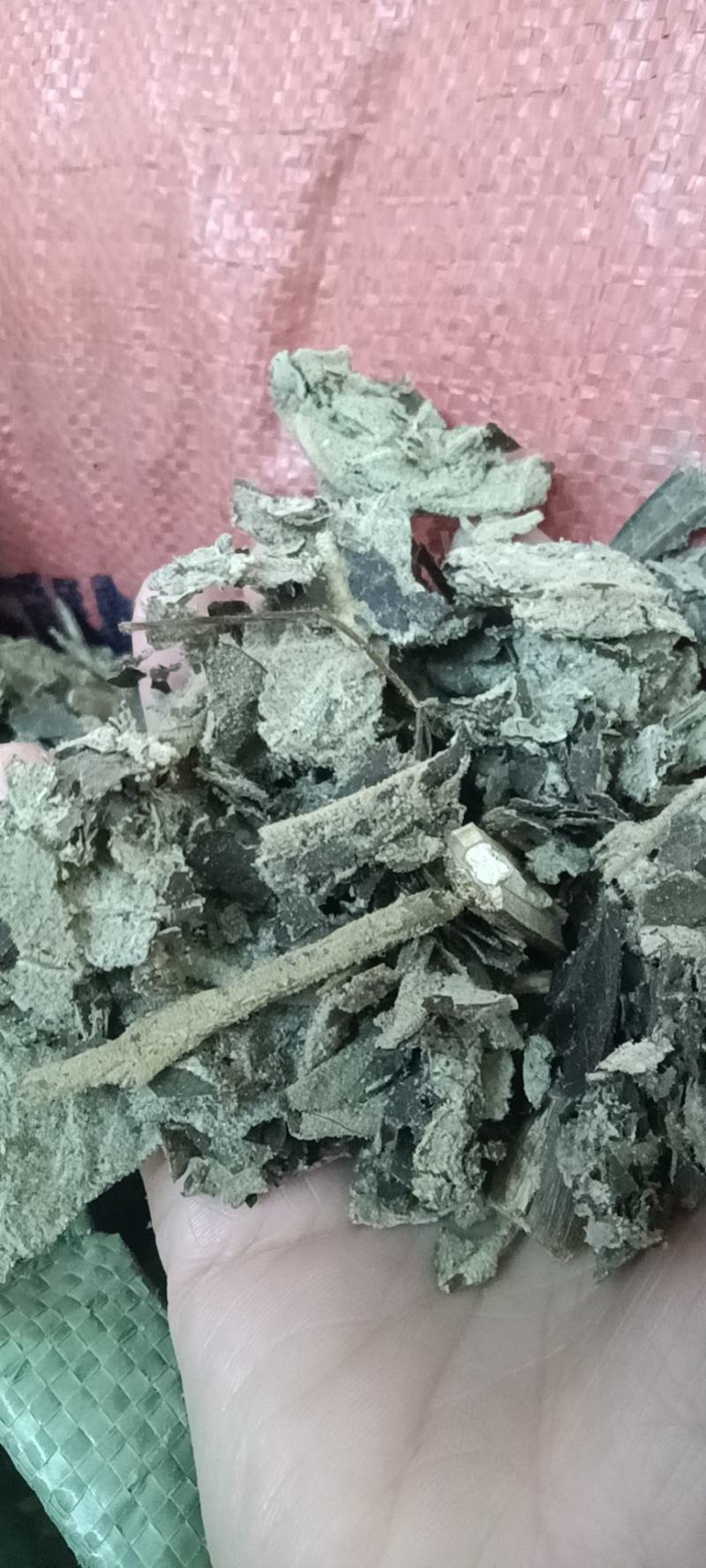 紫珠叶，大叶紫珠