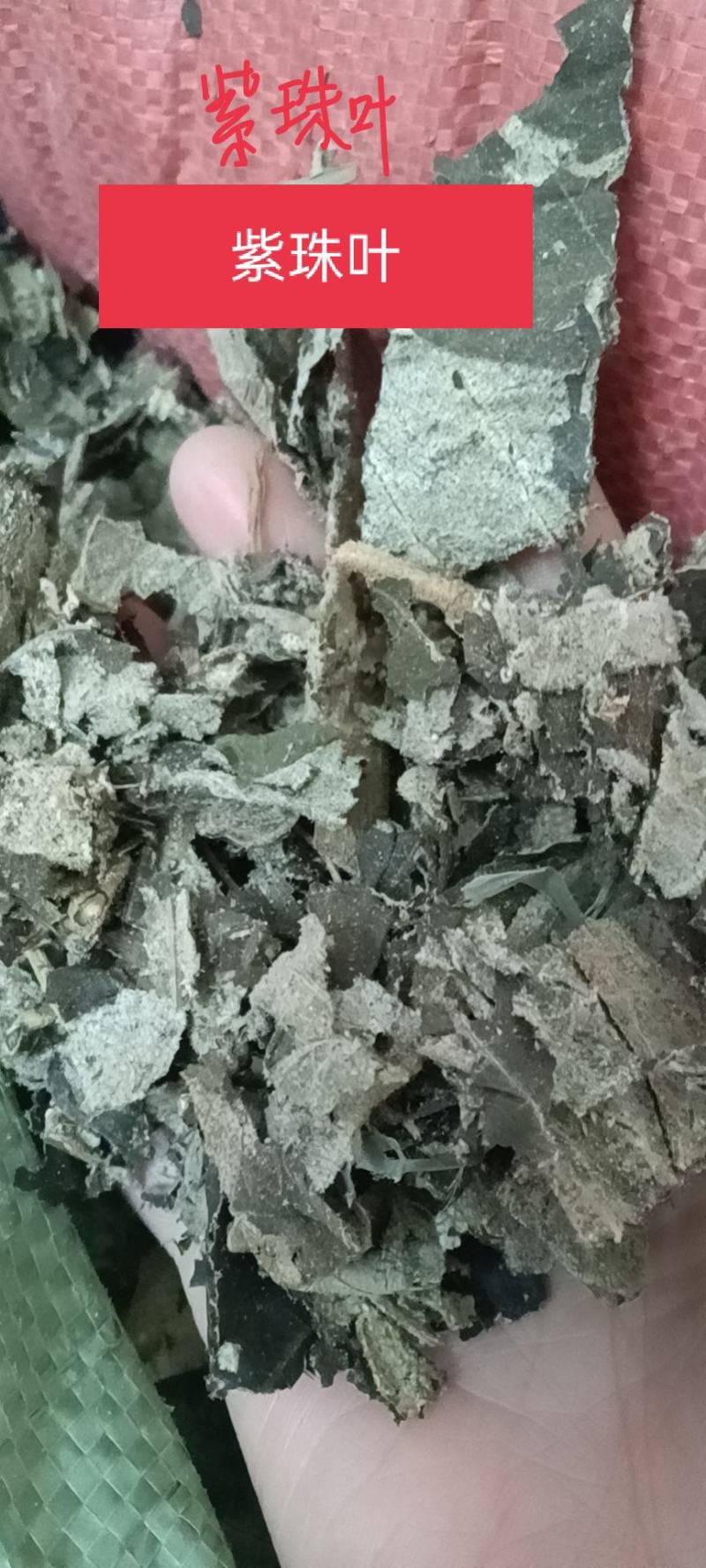 紫珠叶，大叶紫珠