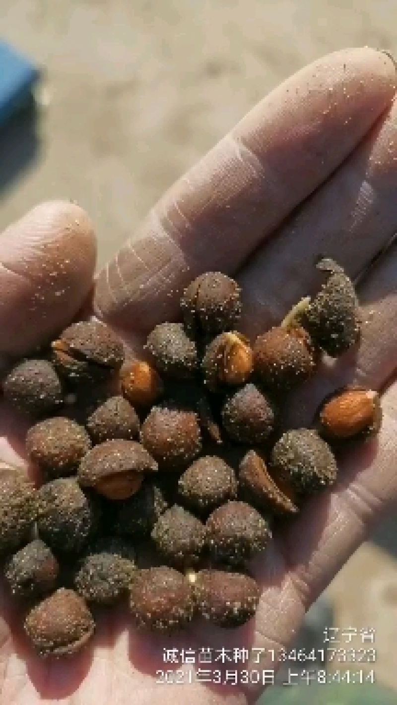 榆叶梅种子