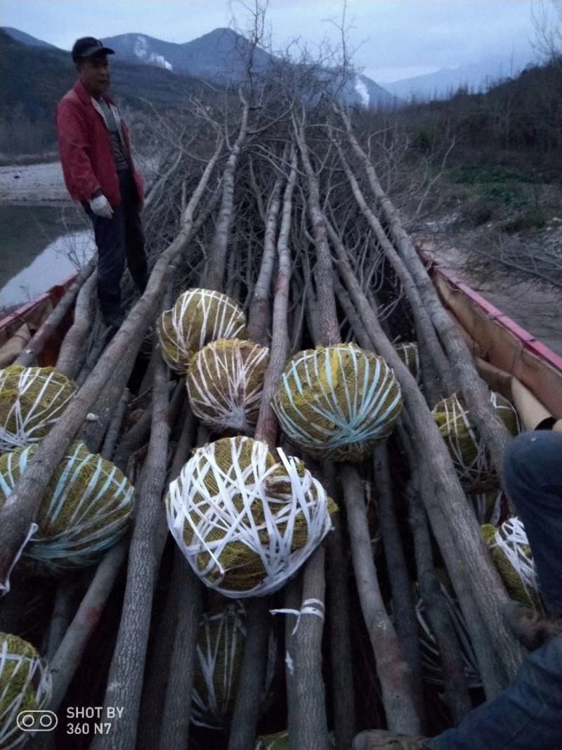 杜仲各种规格