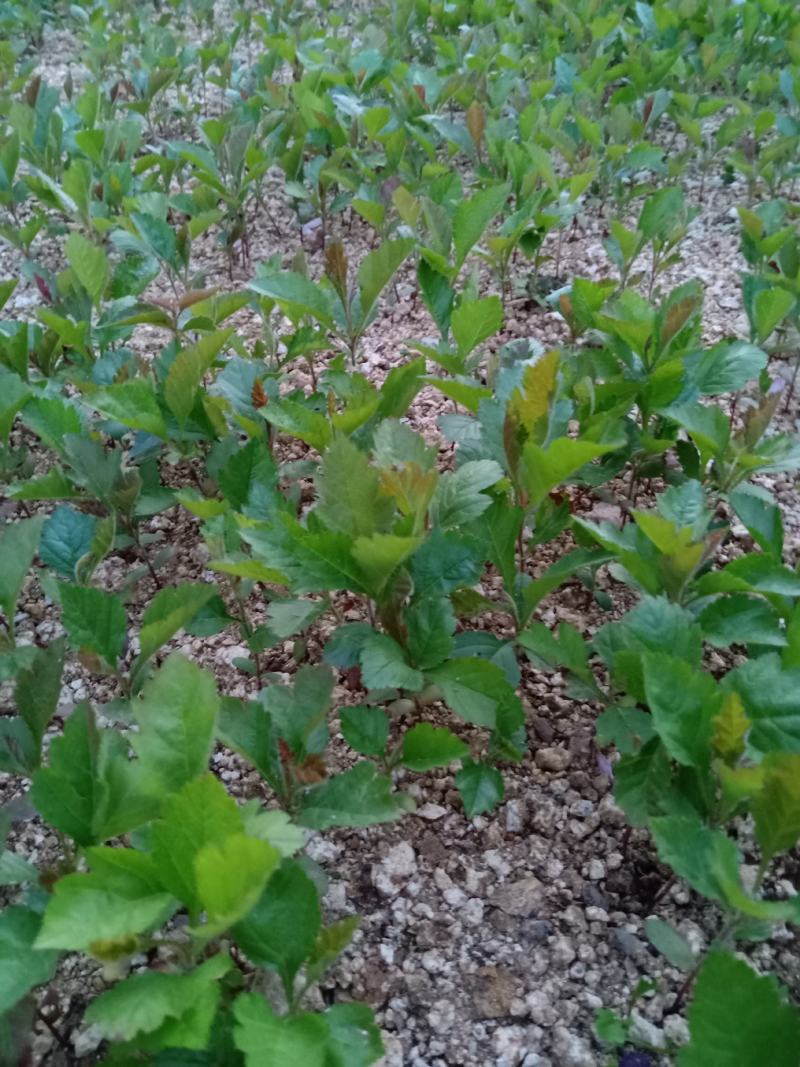 山楂苗原生芽苗高10cm左右现挖现卖质量保证
