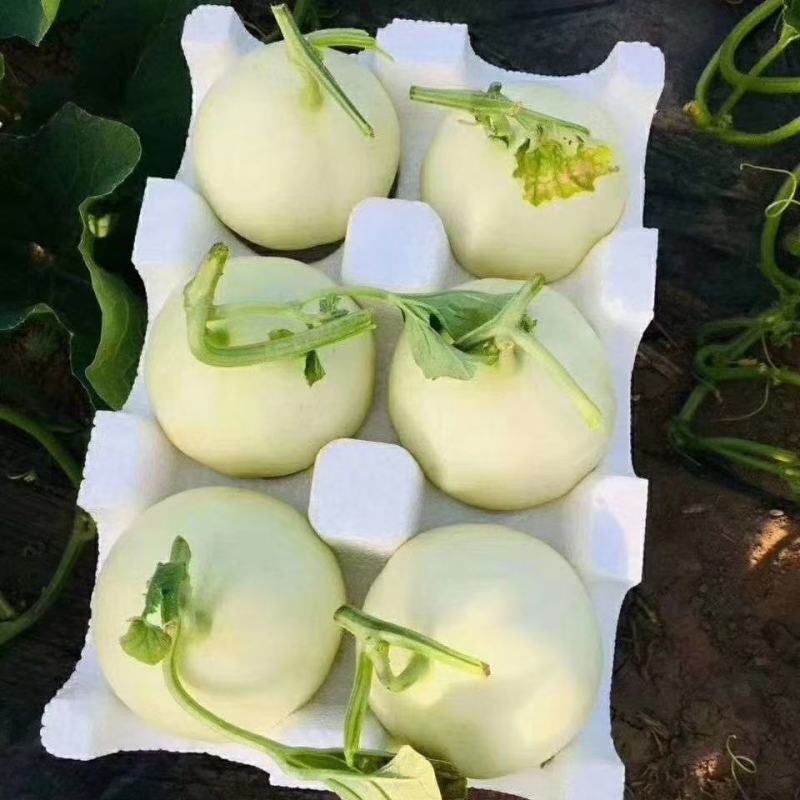 精品砀山水果香瓜西瓜