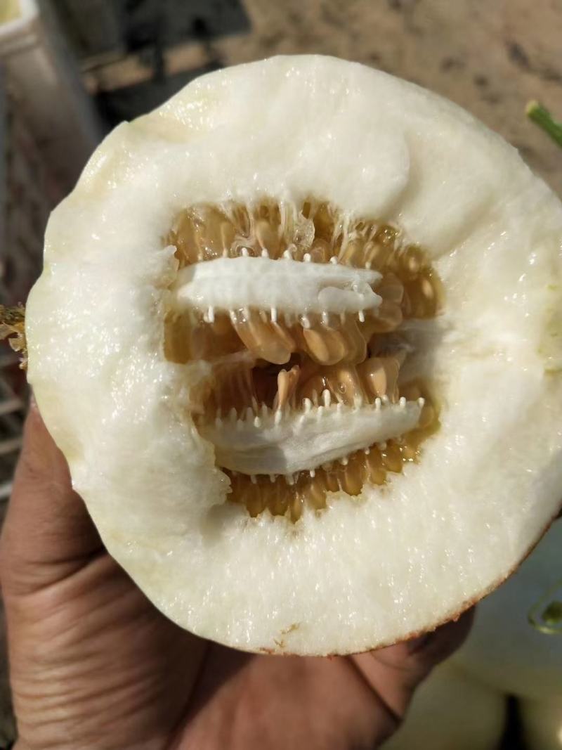 精品砀山水果香瓜西瓜