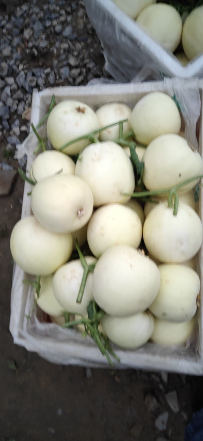 精品砀山水果香瓜西瓜