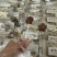 水果梨子苹果梨膏棒棒糖