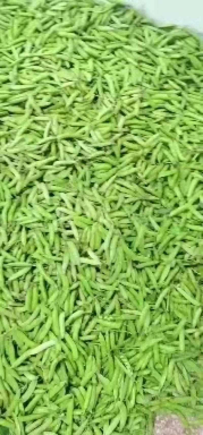 豌豆大量上货中，中豌六号九号，货量多，新鲜采摘