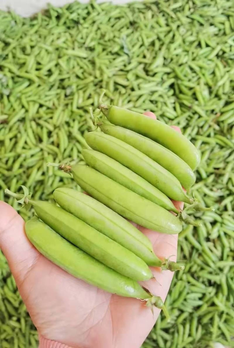 豌豆大量上货中，中豌六号九号，货量多，新鲜采摘