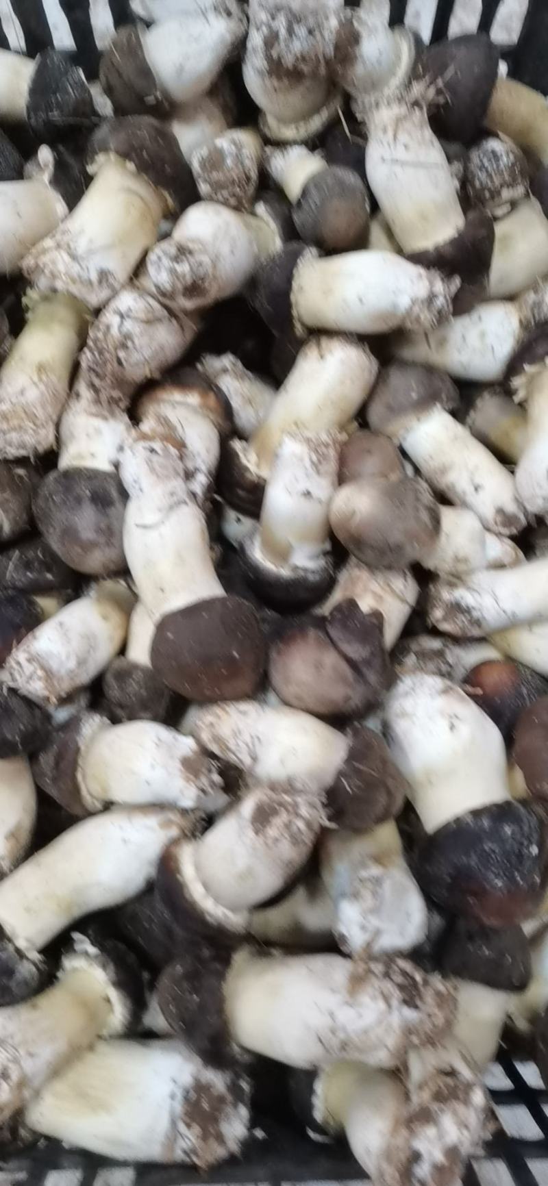 大球盖菇