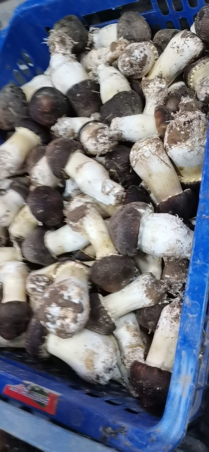 大球盖菇