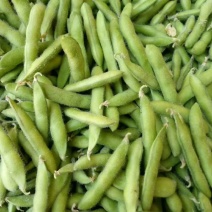 元谋毛豆辽豆大豆已上市欢迎全国各地的客户来采购