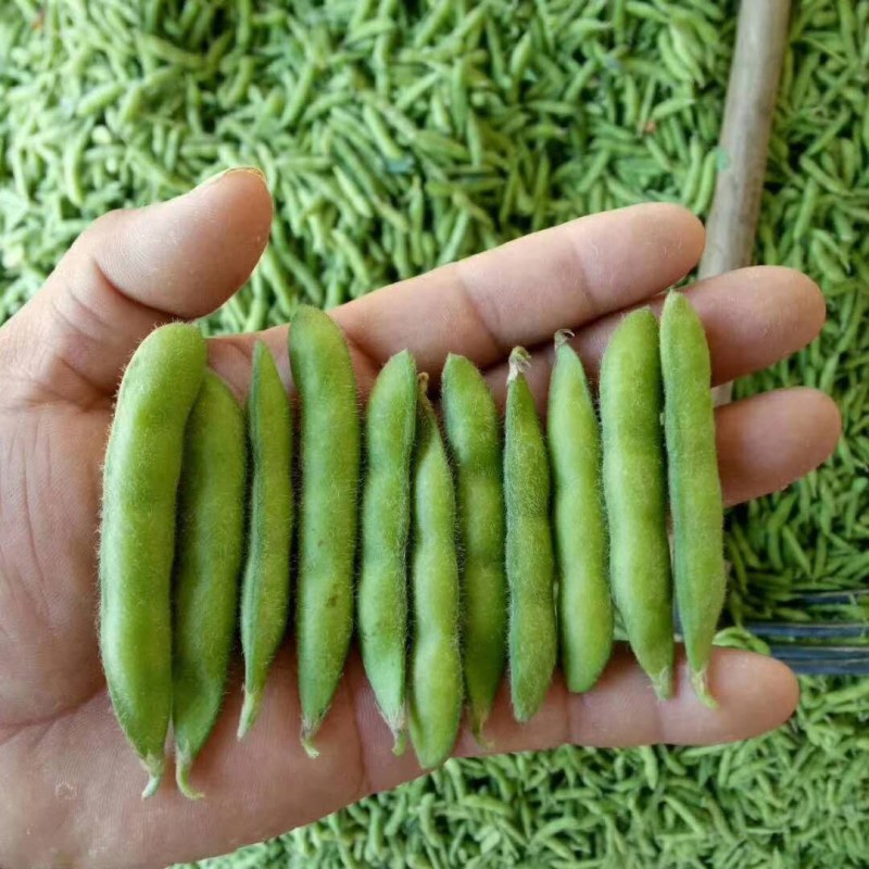 元谋毛豆辽豆大豆已上市欢迎全国各地的客户来采购