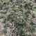 玉龙草，玉龙草基地，成都玉龙草价格，玉龙草批发
