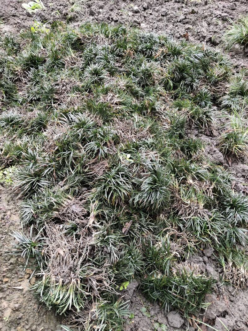 玉龙草，玉龙草基地，成都玉龙草价格，玉龙草批发