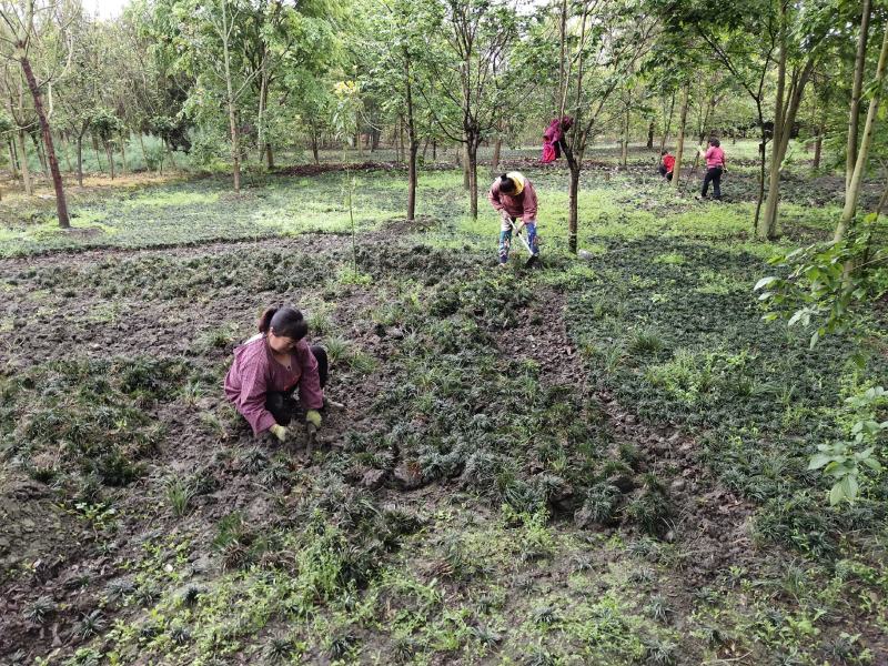 玉龙草，玉龙草基地，成都玉龙草价格，玉龙草批发