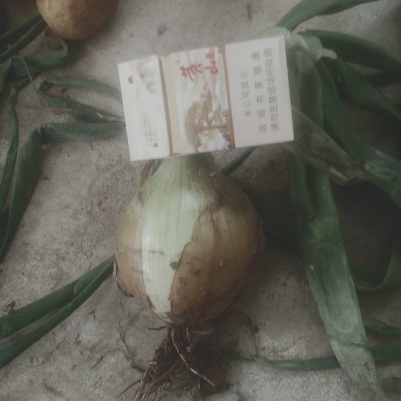 诚信经营红皮洋葱黄皮洋葱大量上市