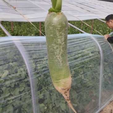 蔬菜