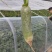 蔬菜