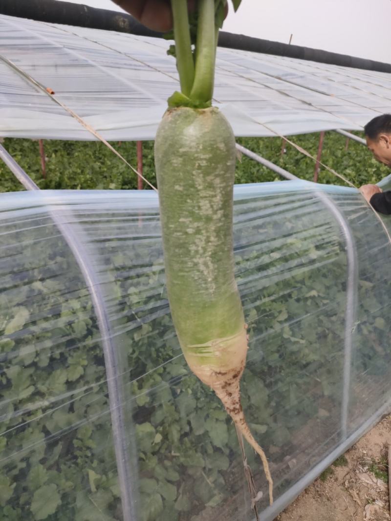 蔬菜
